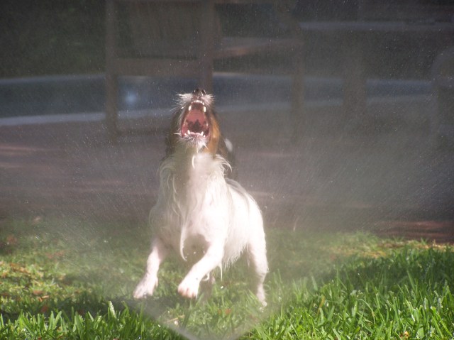 Charlie in sprinkler