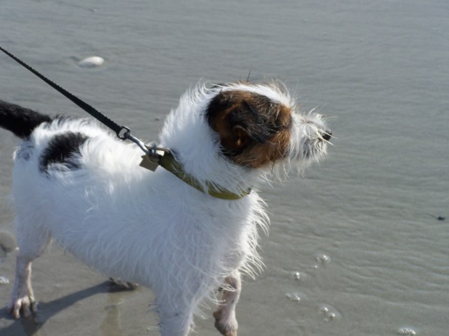 Summer at the beach with Charlie