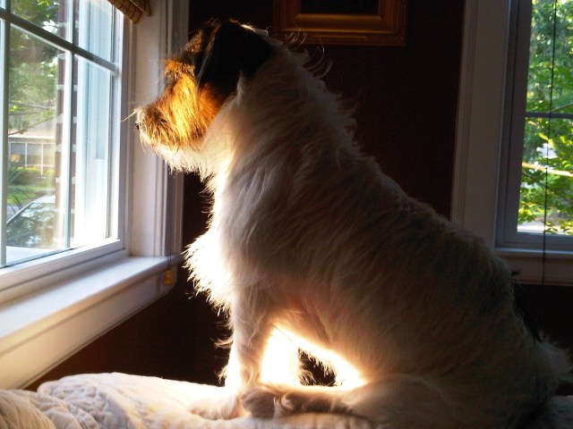 Charlie rough coat Jack Russell Terrier