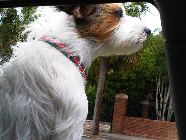 Charlie on his way downtown