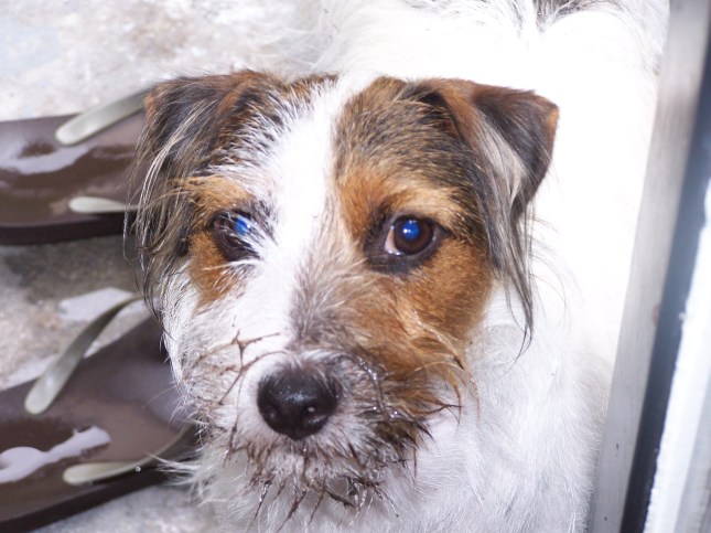 Clean Charlie... ha!