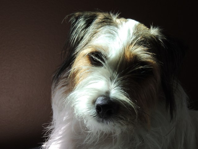 Charlie... the wonder dog!