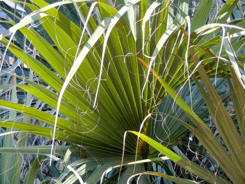 Palm