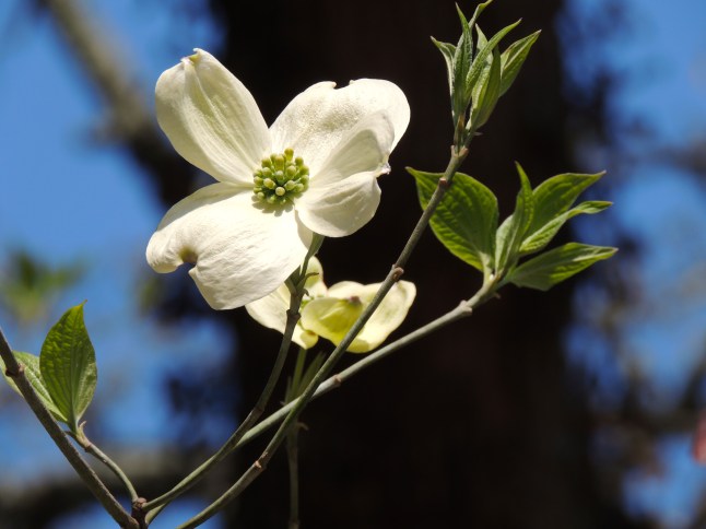 single dogwood