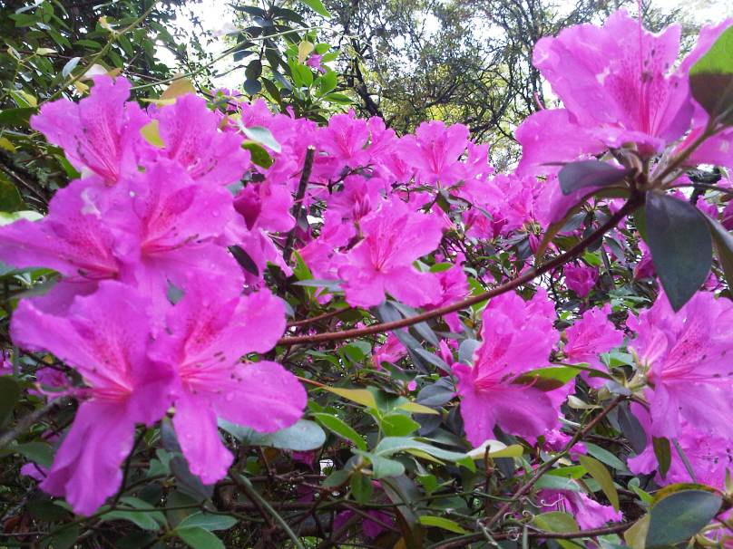 charleston rainy day azaleas