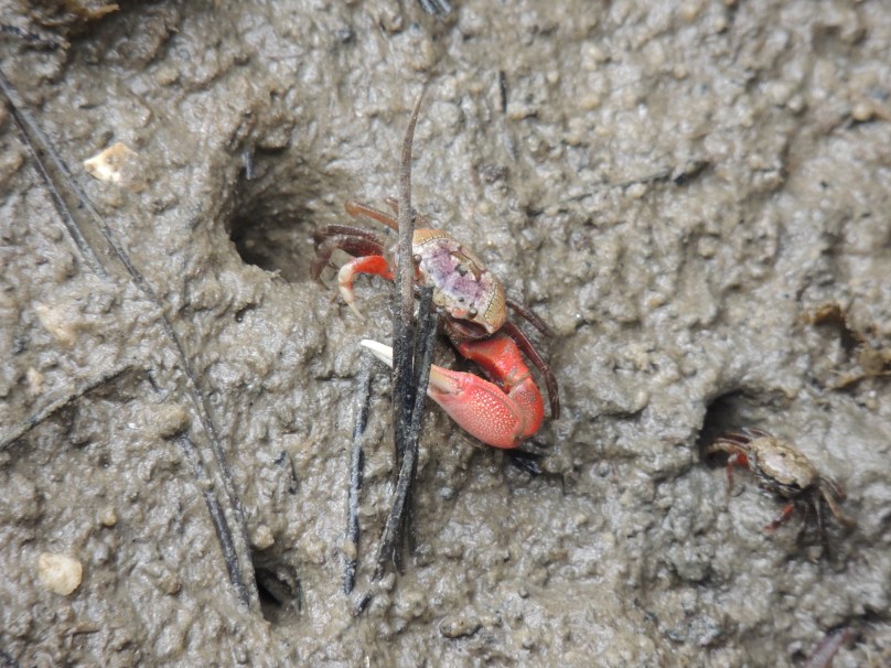 Crab in the sand