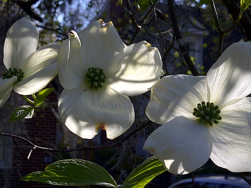 dogwood blooms