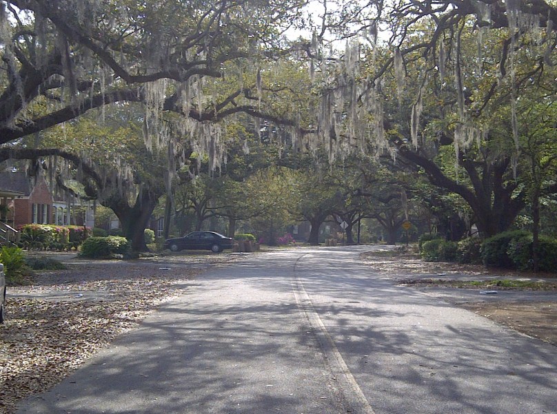 Oak lines street in Charleston, SC