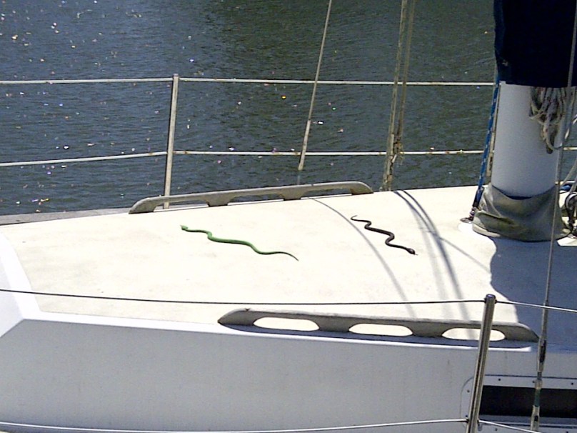 snakes on sailboat