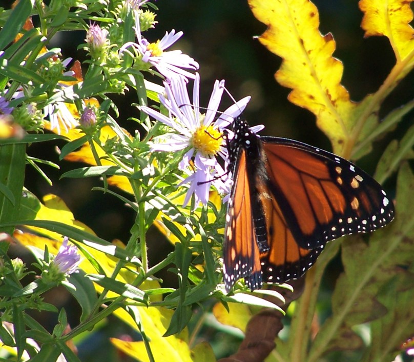 Butterfly on Monhegan