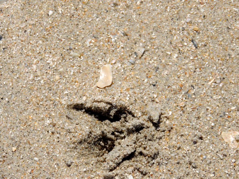 What kind of footprints?