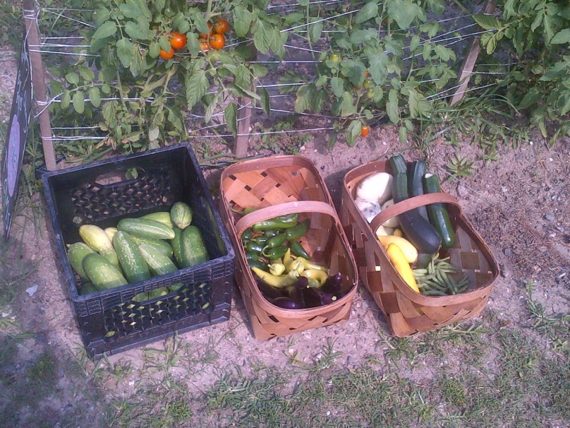 sothelfarmsveggies