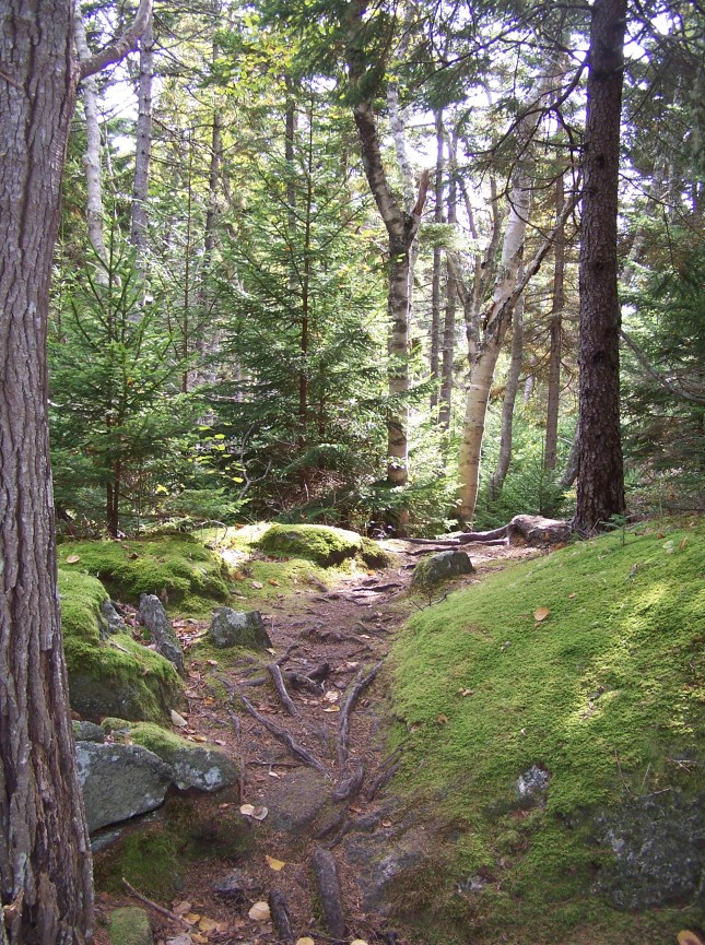 Inside Cathedral Woods  Monhegan, ME