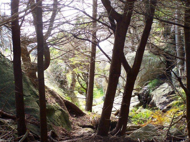 Monhegan Woods...