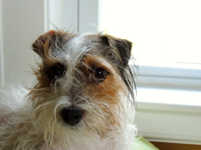 Charlie right after a bath...