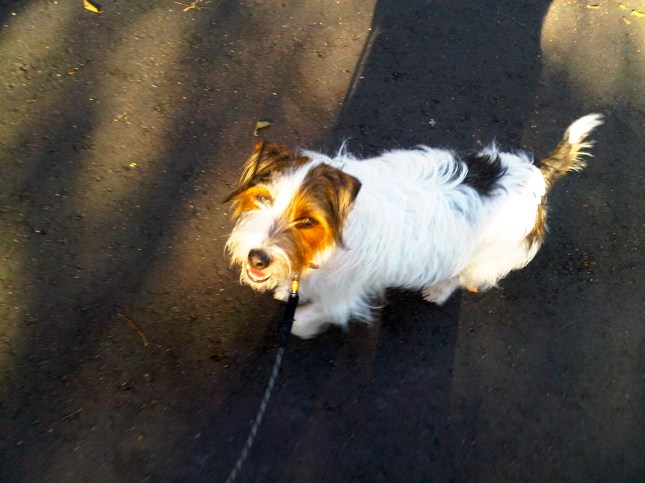 Charlie walking on the Greenway... Charleston, SC