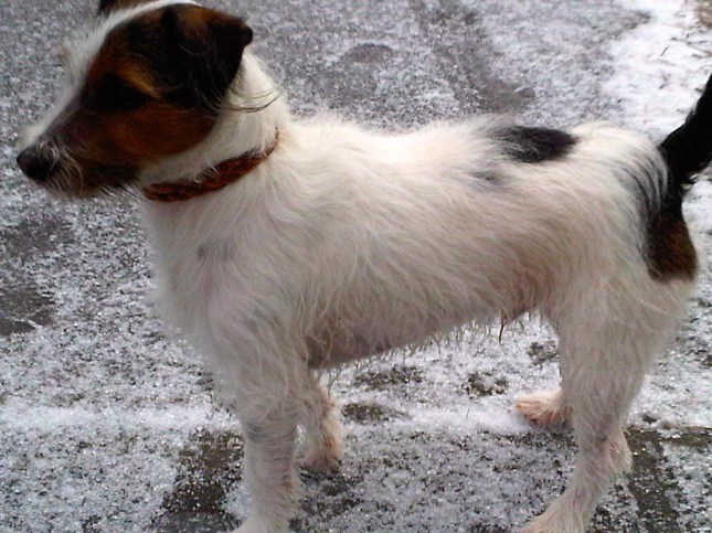 Charlie and his beastcicles...