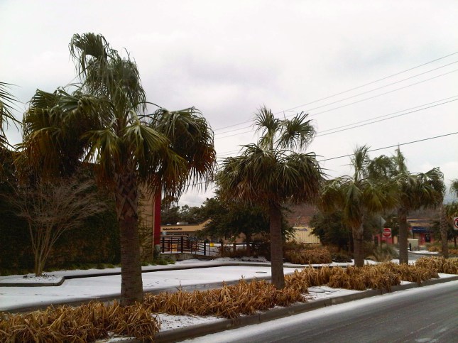 Icy Palm Trees - Charleston, SC
