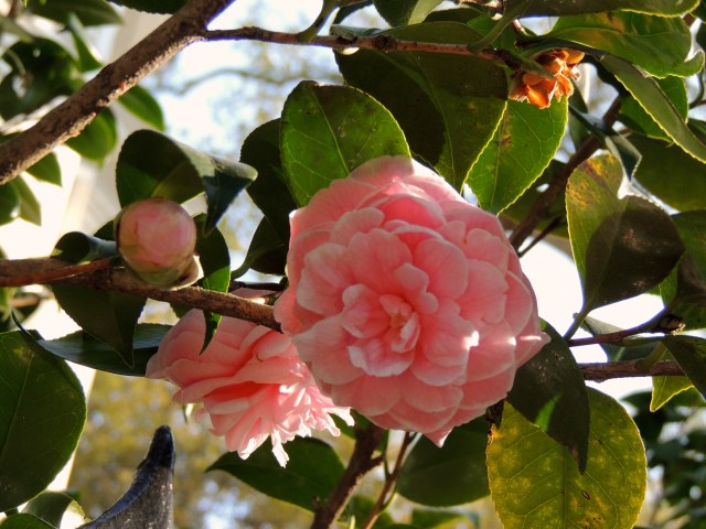 Flowers at Easter Time - Charleston, SC