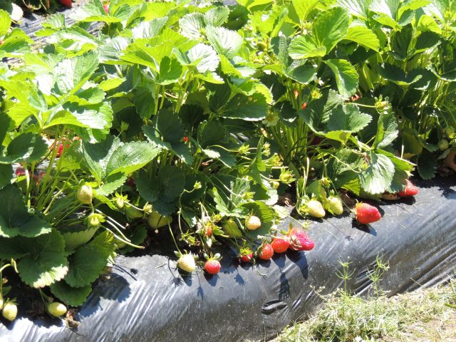 Strawberry Season is HERE!