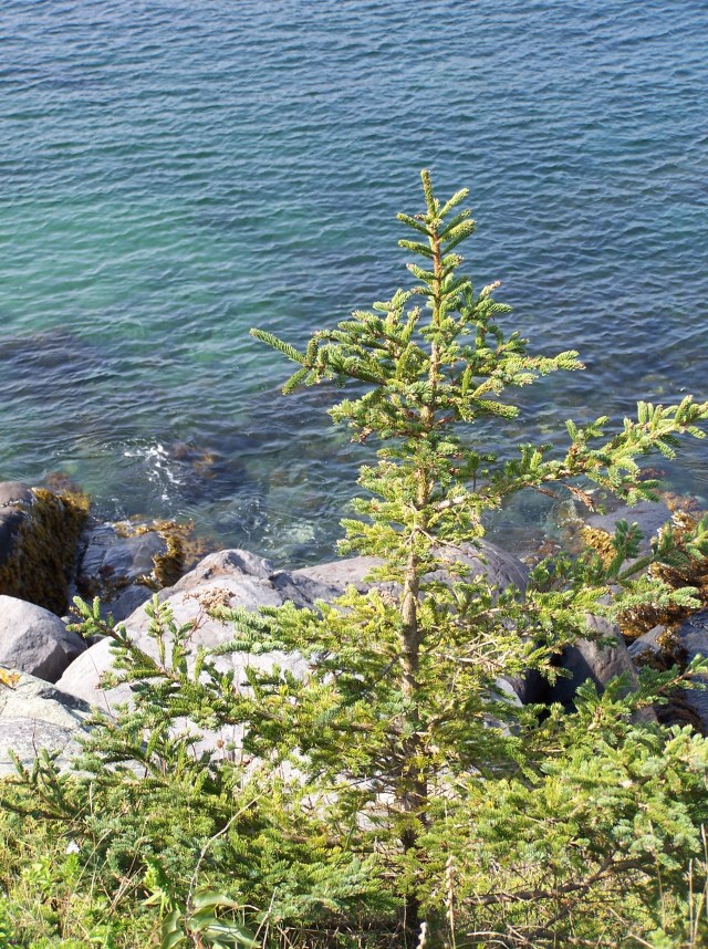 Monhegan Island, Maine