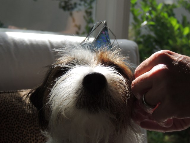 Charlie's Birthday Preparation!