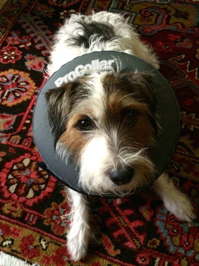 Charlie in his Pro Collar