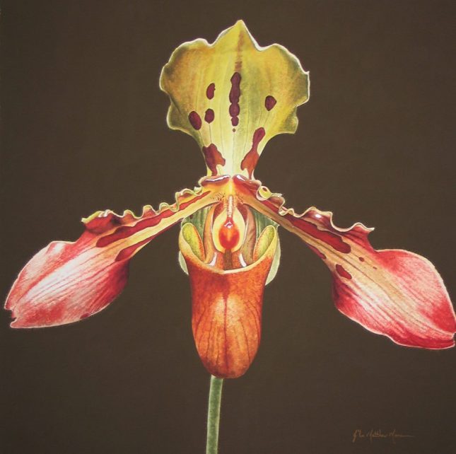 Pphiopedilum, "Nike" on Chocolate Ground by John Matthew Moore 36x36" Gouche on  Paper 