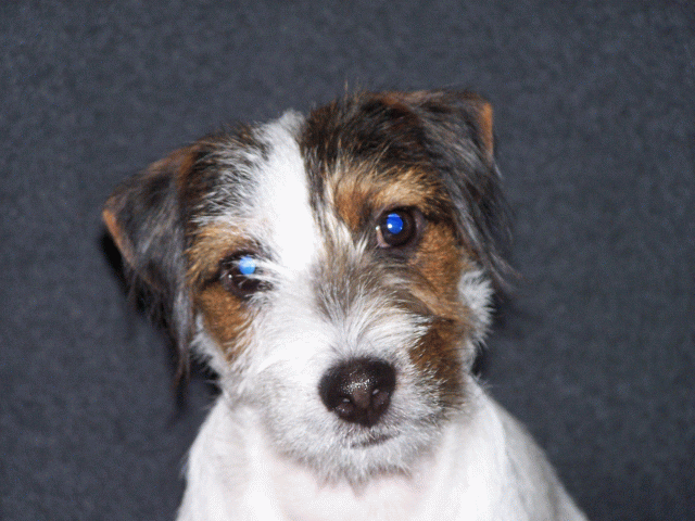 Charlie at 5 months old...