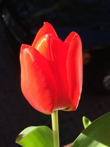 ArtFoodHome.com | barbara stroud