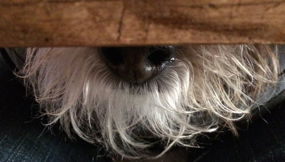 ArtFoodHome.com | barbara stroud