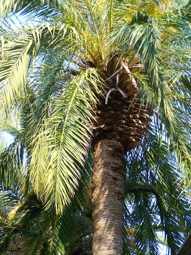 Palm Sunday - Charleston, SC