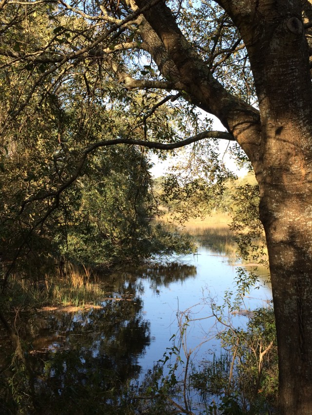 ArtFoodHome.com | barbara stroud