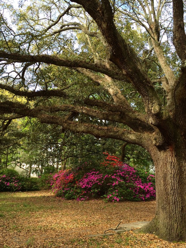 ArtFoodHome.com | barbara stroud