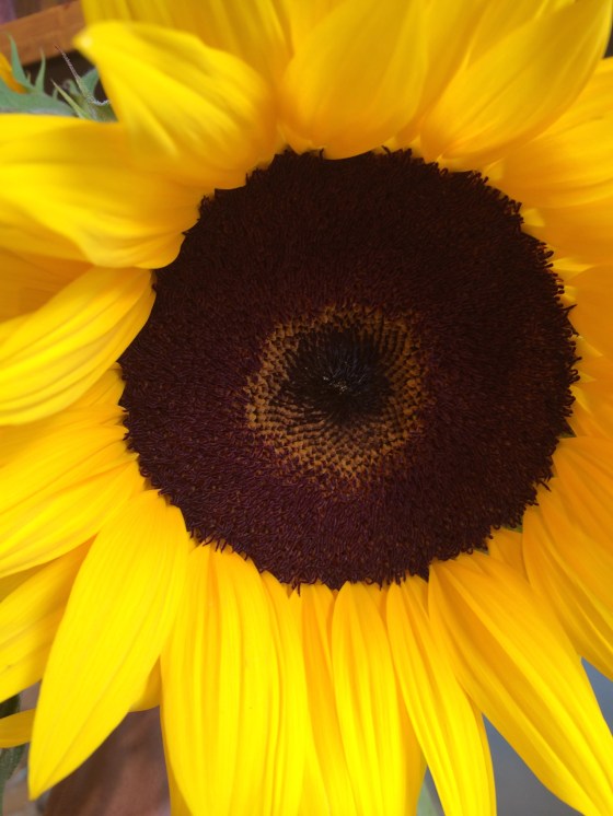 ArtFoodHome.com | barbara stroud