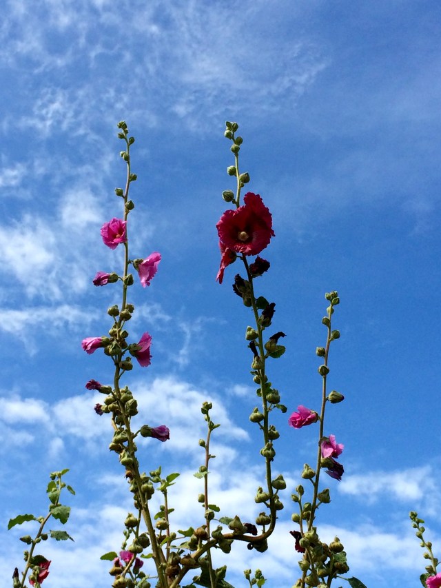 ARTFOODHOME.com |  barbara stroud