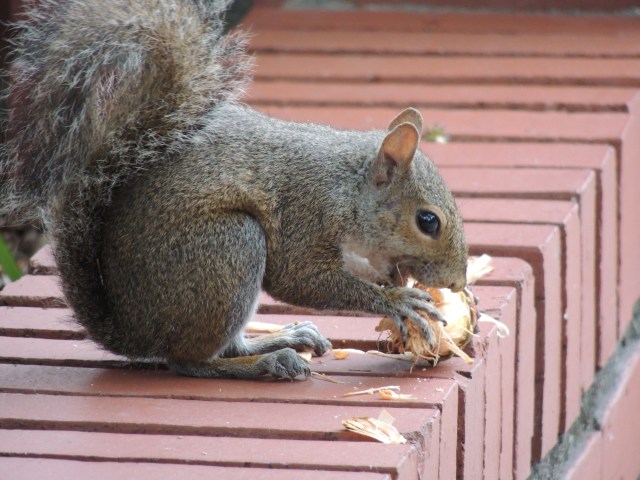 Charlie | ArtFoodHome.com