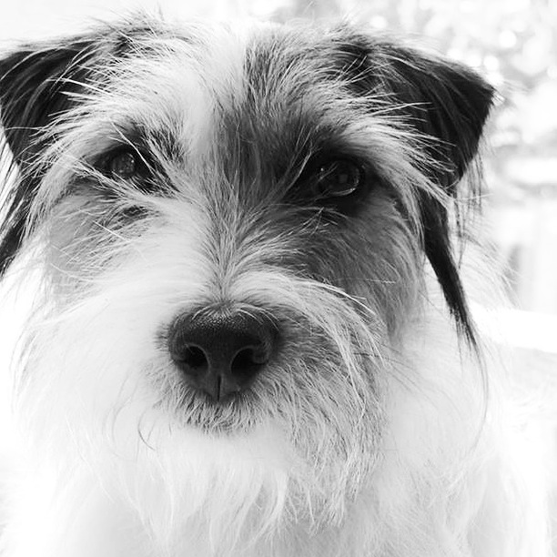 Charlie | ArtFoodHome.com