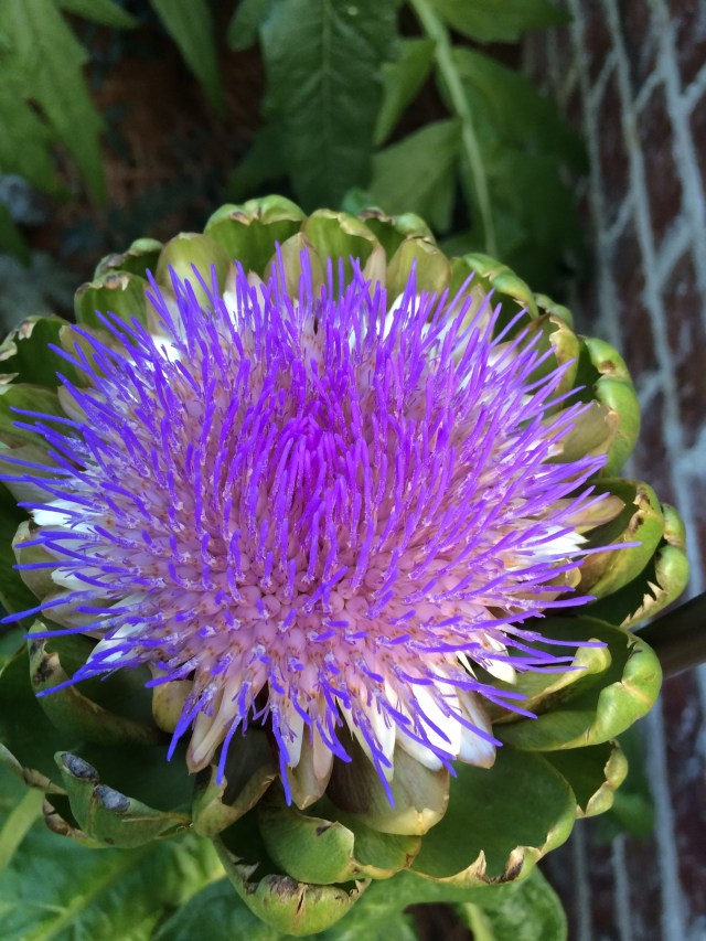 Artichoke Bloom | ArtFoodHome.com