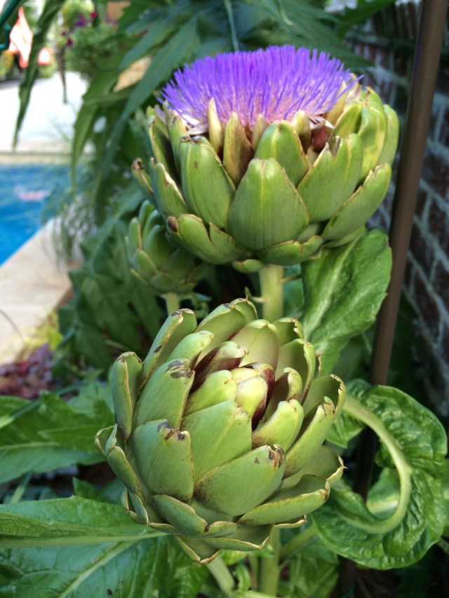 ArtFoodHome.com | barbara stroud