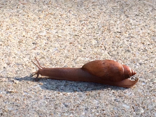 ArtFoodHome.com | barbara stroud