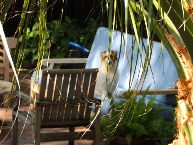 ArtFoodHome.com | barbara stroud | Charlie