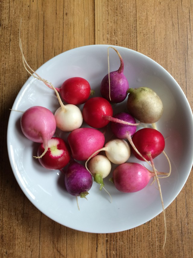 Easter Egg Radishes