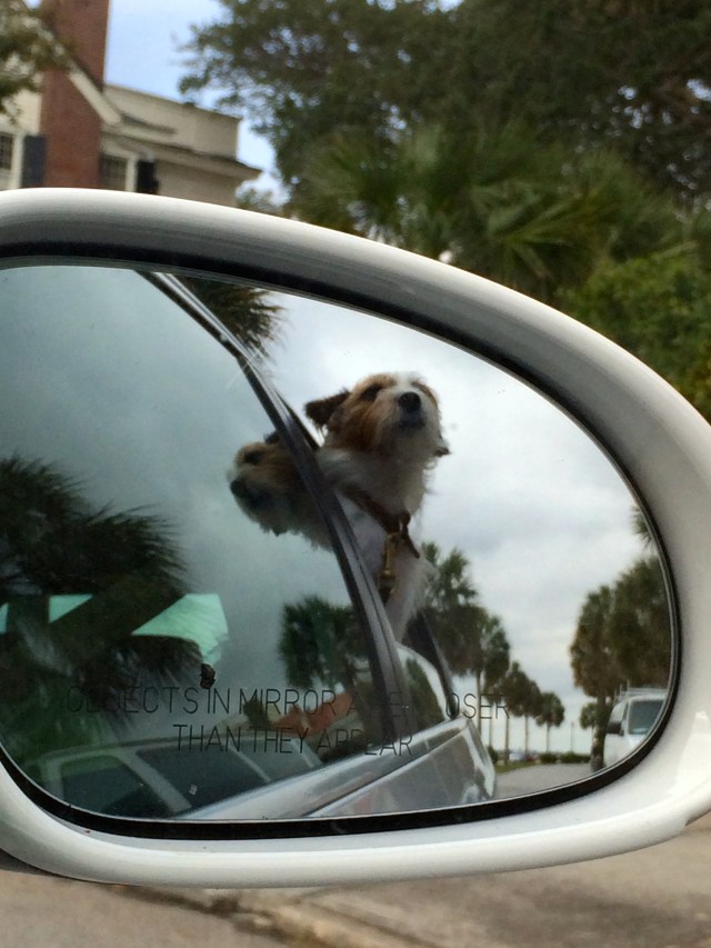 Charlie in his happy place!