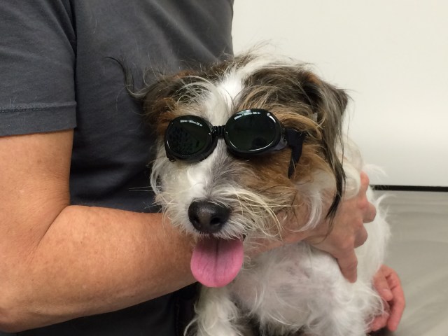 Charlie ready for laser treatment