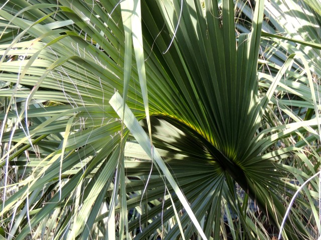 Palm Sunday