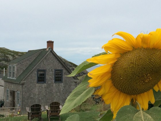 Monhegan Sunflower