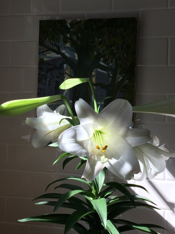 Easter Lily