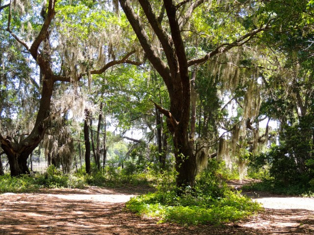 Botany Bay | Edisto, SC