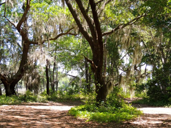 Botany Bay | Edisto, SC